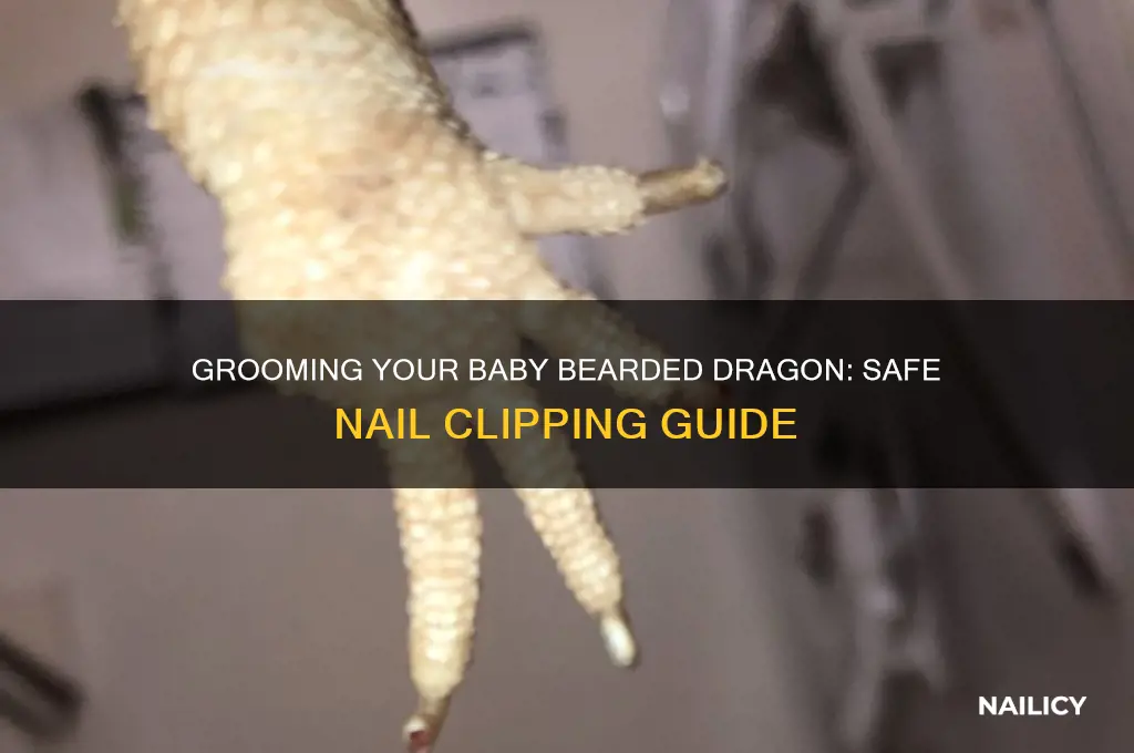 how to clip a baby bearded dragons nails
