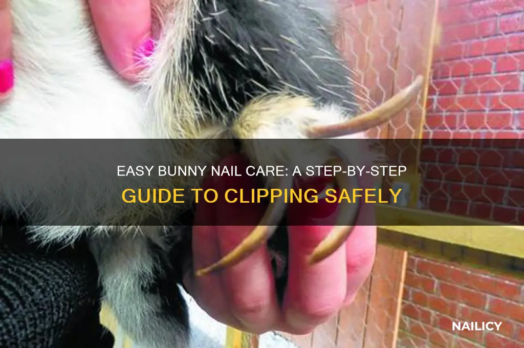 how to clip a bunny