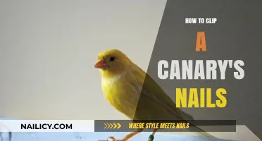 Easy Guide to Safely Trimming Your Canary’s Nails at Home