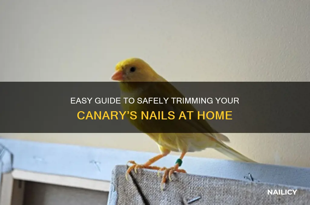 how to clip a canary