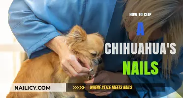 Mastering Chihuahua Nail Care: A Step-by-Step Clipping Guide