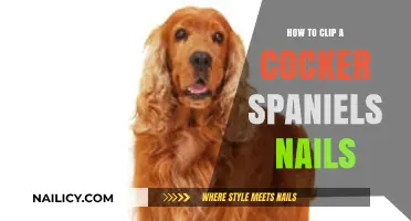 Mastering Cocker Spaniel Nail Care: A Step-by-Step Clipping Guide