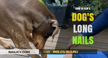 Clipping Your Dog's Nails: A Step-by-Step Guide