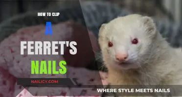 Easy Guide to Safely Clipping Your Ferret’s Nails at Home