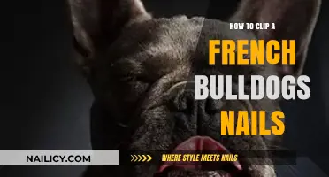 Easy Nail Clipping Tips for Your French Bulldog's Paw Care