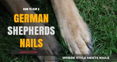 Mastering Nail Care: A Guide to Clipping Your German Shepherd's Nails