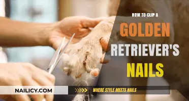 Easy Nail Clipping Tips for Your Golden Retriever at Home