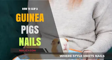 Mastering Guinea Pig Nail Care: A Step-by-Step Clipping Guide