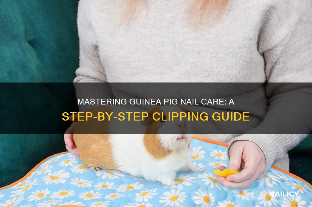how to clip a guinea pigs nails