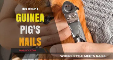 Easy Guinea Pig Nail Care: Clipping Tips for Happy Paws