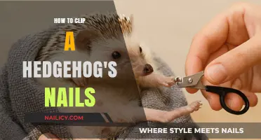 Gentle Nail Clipping Guide for Your Hedgehog's Comfort and Health