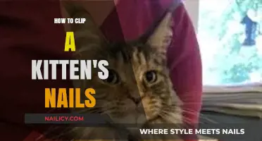 Gentle Nail Trimming Guide: Safely Clipping Your Kitten’s Claws