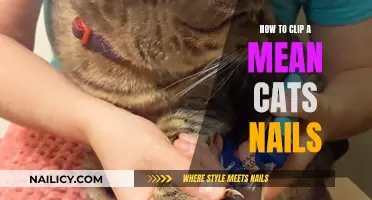 Mastering the Art of Cat Nail Clipping: Tips for a Calm Experience