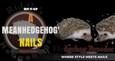 Grooming Your Hedgehog: A Step-by-Step Guide to Safe Nail Clipping