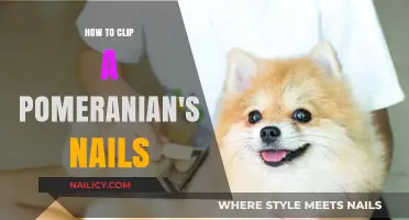 Easy Pomeranian Nail Clipping: A Step-by-Step Guide for Owners