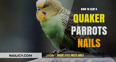 Easy Guide to Safely Trimming Your Quaker Parrot’s Nails at Home