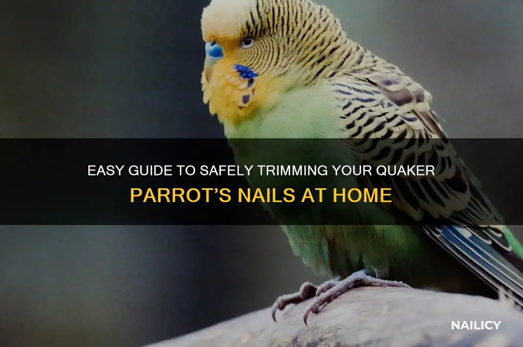 how to clip a quaker parrots nails