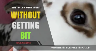 Safe and Stress-Free: Trimming Your Rabbit's Nails Without a Bite