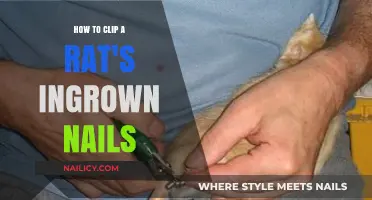 Grooming Your Rat: Safe and Easy Ingrown Nail Clipping Guide