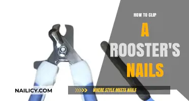 Easy Guide to Trimming Your Rooster's Nails Safely at Home