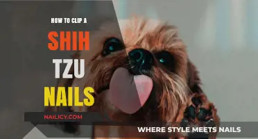Easy Shih Tzu Nail Clipping Guide: Tips for Stress-Free Grooming