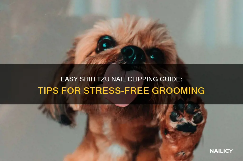 how to clip a shih tzu nails