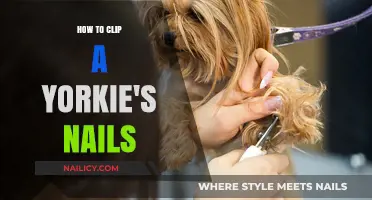 Mastering Yorkie Nail Care: A Step-by-Step Clipping Guide