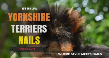 Mastering Yorkshire Terrier Nail Care: A Step-by-Step Clipping Guide