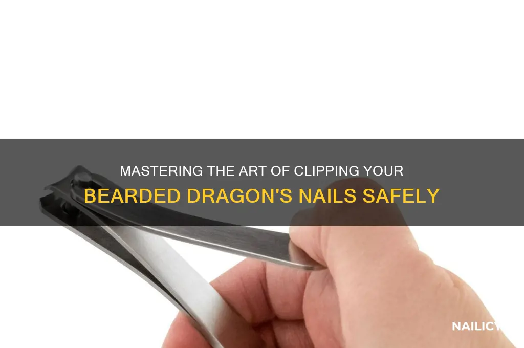how to clip beardies nails