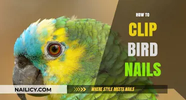 Mastering Safe Bird Nail Clipping: A Step-by-Step Guide for Owners