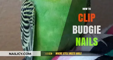 Easy Guide to Safely Trimming Your Budgie's Nails at Home