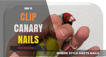 Easy Steps for Safely Trimming Your Canary’s Nails at Home