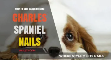 Easy Nail Clipping Tips for Your Cavalier King Charles Spaniel