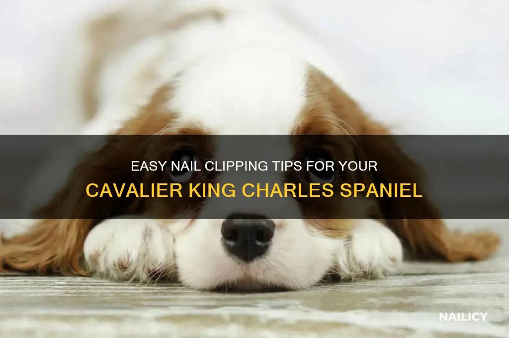 how to clip cavalier king charles spaniel nails