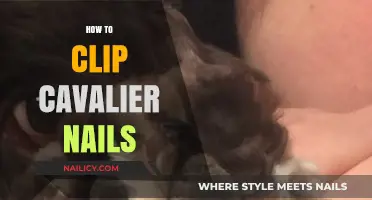 Easy Cavalier Nail Clipping: Tips for Stress-Free Grooming at Home