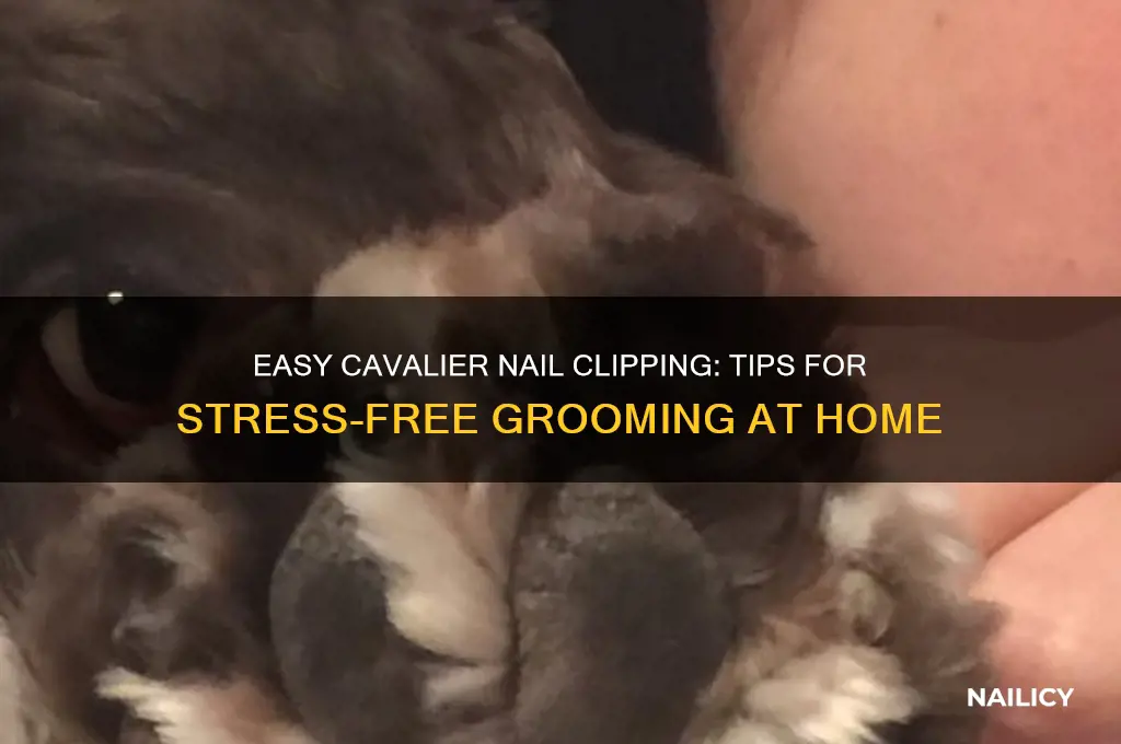 how to clip cavalier nails