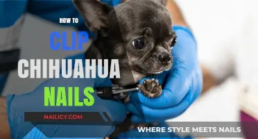 Easy Chihuahua Nail Clipping Guide: Tips for Stress-Free Grooming