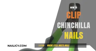 Gentle Chinchilla Nail Care: A Step-by-Step Clipping Guide