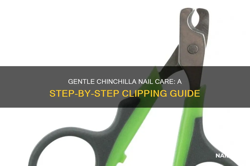 how to clip chinchilla nails
