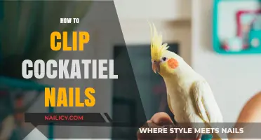 Easy Guide to Safely Trimming Your Cockatiel's Nails at Home