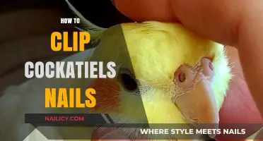 Safe and Stress-Free Cockatiel Nail Clipping Guide for Owners