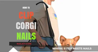 Easy Steps for Trimming Your Corgi's Nails Safely at Home