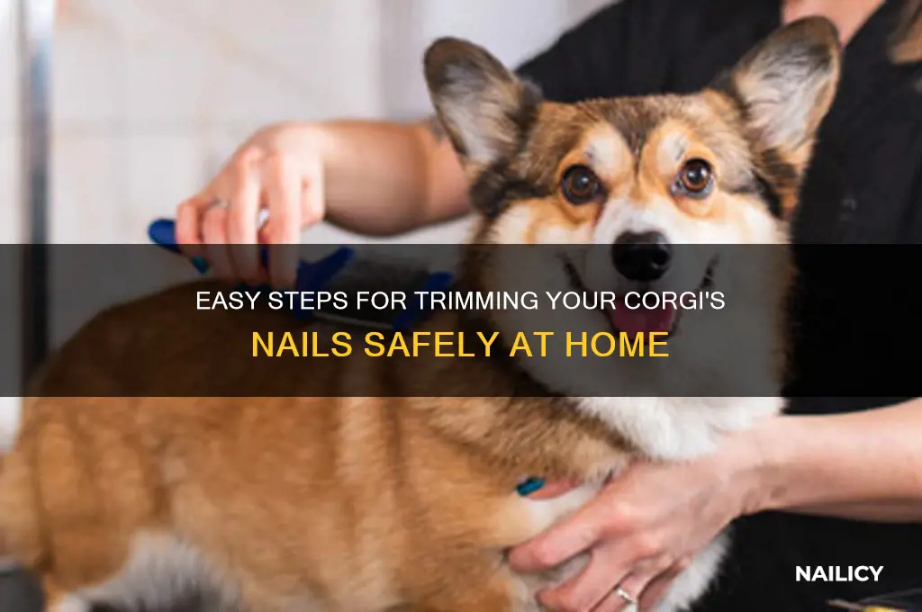 how to clip corgi nails