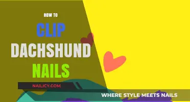 Mastering Dachshund Nail Care: Easy Steps to Clip Safely