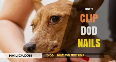 Mastering Dog Nail Clipping: A Step-by-Step Guide for Pet Owners