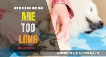 Clipping Dog Nails: A Guide to Trimming Overgrown Nails
