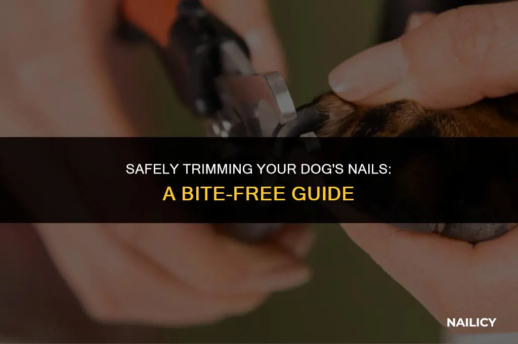 how to clip dog nails without getting bit
