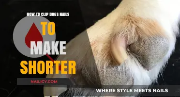 Clipping Dogs' Nails: A Quick Guide to Shorter Nails