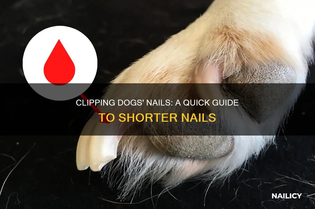 how to clip dogs nails to make shorter