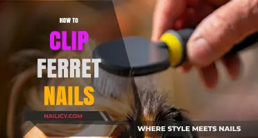 Easy Guide: Safely Trimming Your Ferret’s Nails at Home